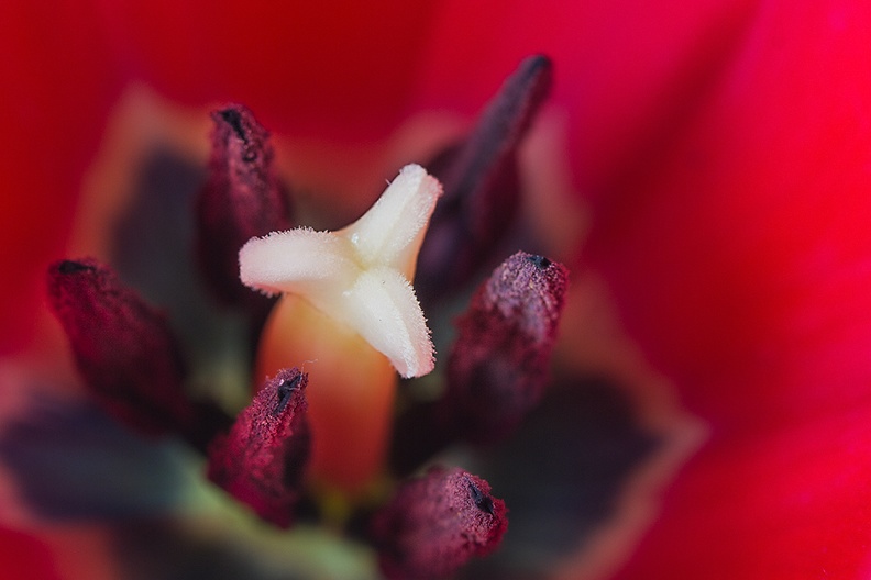 Mar 08 - Tulip detail