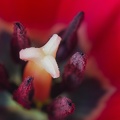 Mar 08 - Tulip detail.jpg