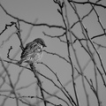 Mar 11 - A little sparrow