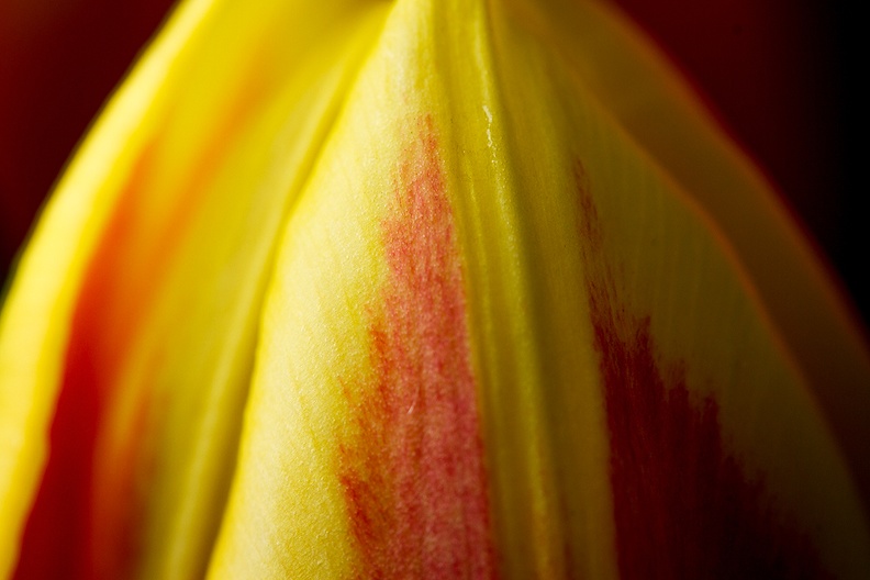Mar 10 - Yellow and red.jpg
