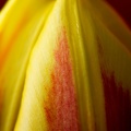 Mar 10 - Yellow and red.jpg