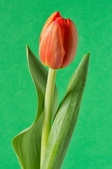 Mar 17 - One tulip