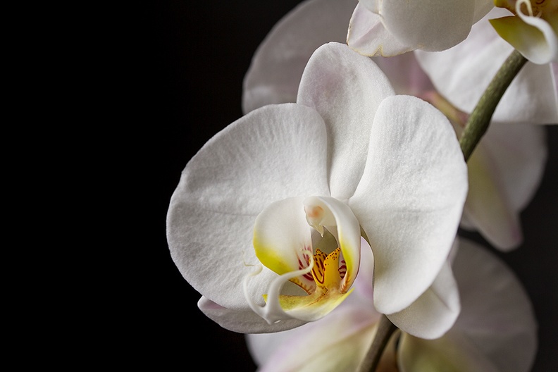 Mar 20 - Orchid.jpg