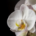 Mar 20 - Orchid.jpg