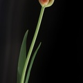 Mar 24 - Tulip