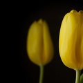 Apr 05 - Yellow