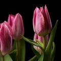May 13 - Tulips