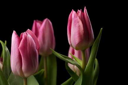 May 13 - Tulips