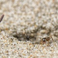 Jun 24 - Ant