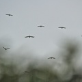 Aug 31 - Birds
