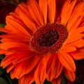 Sep 18 - Orange, the color