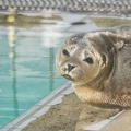 Oct 22 - Seal