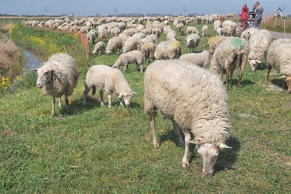 Apr 18 - Herd