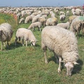 Apr 18 - Herd