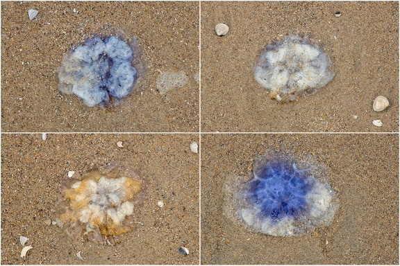 Jun 04 - Jellyfish