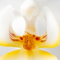 Jul 10 - Orchid