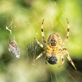 Aug 23 - Spider.jpg
