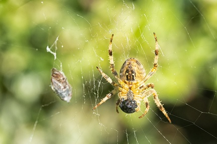 Aug 23 - Spider