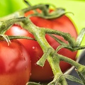 Sep 16 - Tomatoes