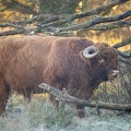 Nov 30 - Bull