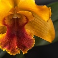 Dec 19 - Orchid.jpg