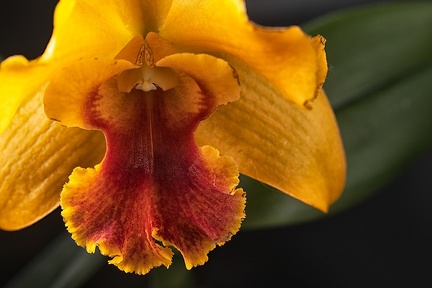 Dec 19 - Orchid