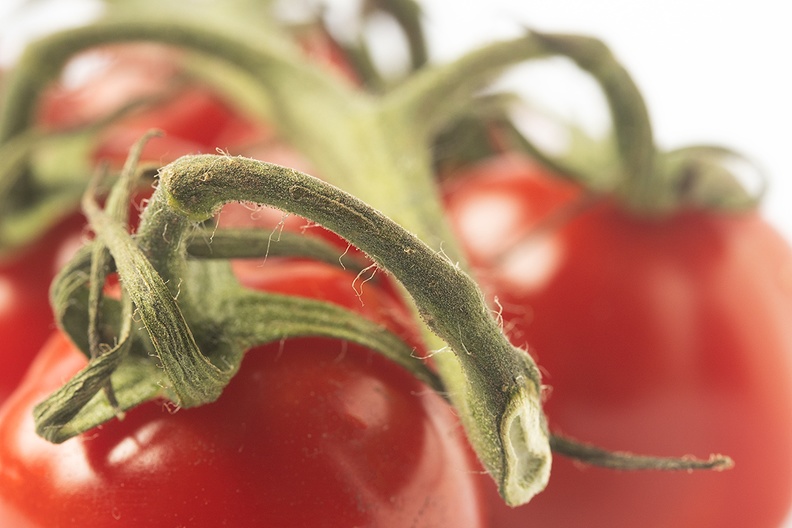 Jan 02 - Tomatoes