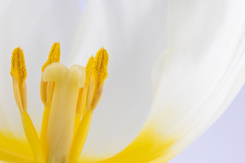 Jan 10 - White tulip.jpg