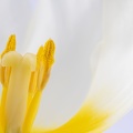 Jan 10 - White tulip
