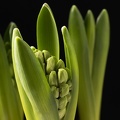Feb 01 - Hyacinth