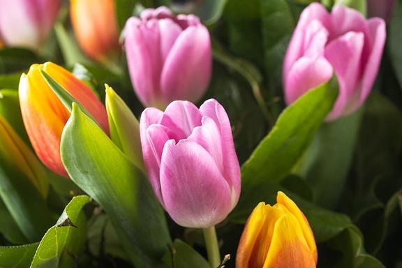 Feb 11 - Tulips