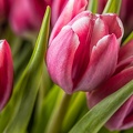 Feb 28 - More tulips.jpg