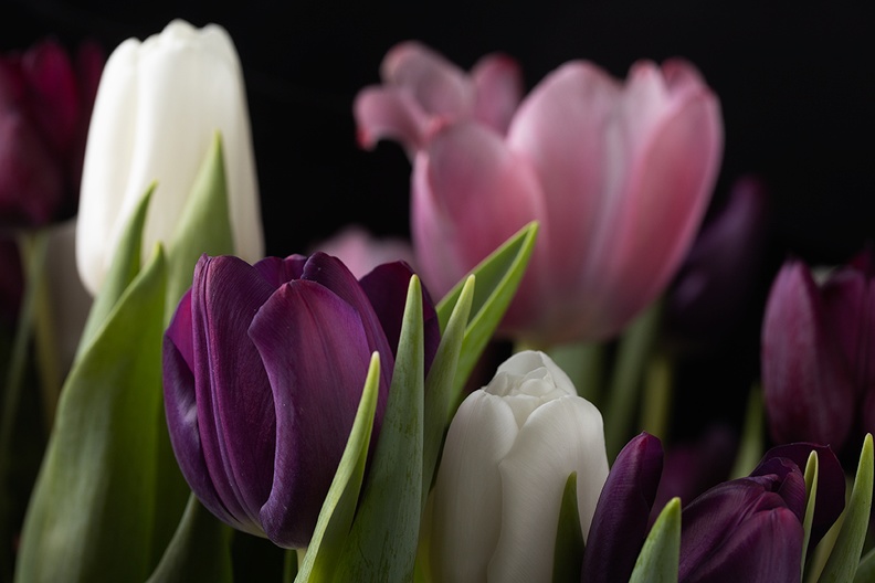 Mar 16 - Tulips