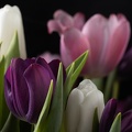 Mar 16 - Tulips.jpg