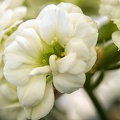 Apr 20 - White flower