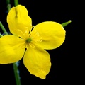 Apr 22 - Yellow