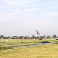 May 18 - Landscape with heron.jpg