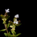 Jun 06 - Blooming thyme