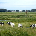 Jun 15 - Cows.jpg