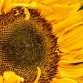 Jun 20 - Sunflower