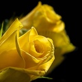Jul 07 - Yellow rose