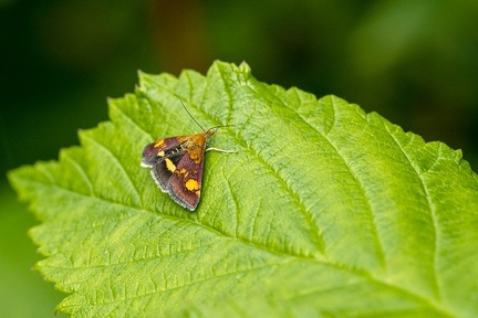 Jul 20 - Lepidoptera