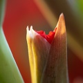 Jul 22 - Gladiolus.jpg