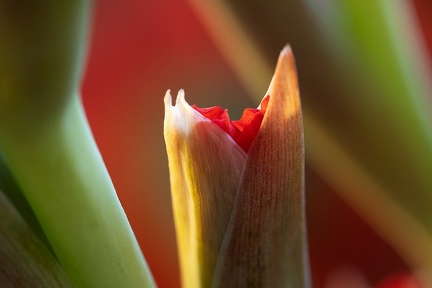 Jul 22 - Gladiolus