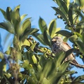 Jul 30 - Sparrow