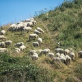 Aug 05 - Counting sheep