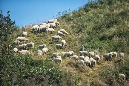 Aug 05 - Counting sheep