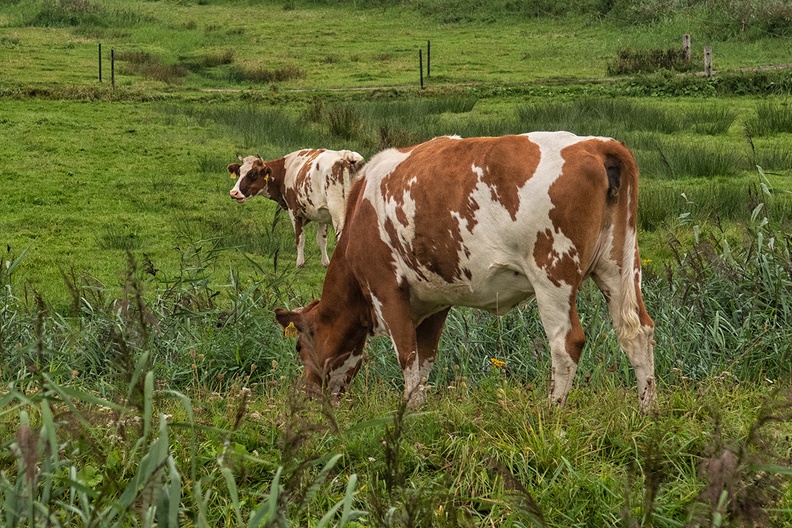 Aug 27 - Cows.jpg