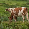 Aug 27 - Cows