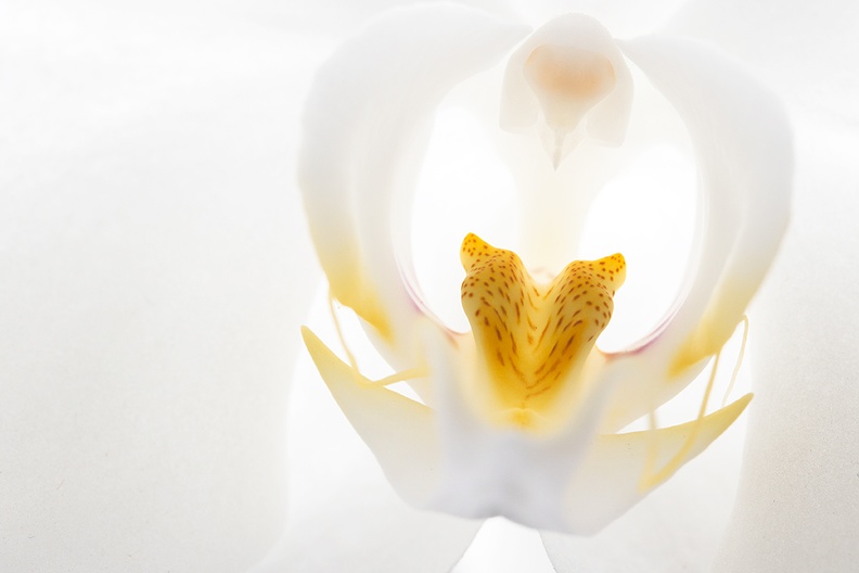 Oct 01 - White orchid.jpg